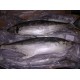 Frozen Tuna Fish